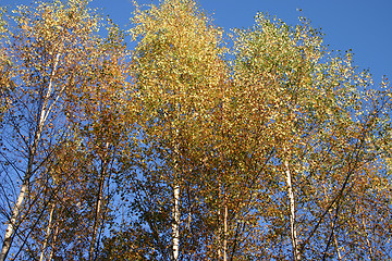 Image showing autumn