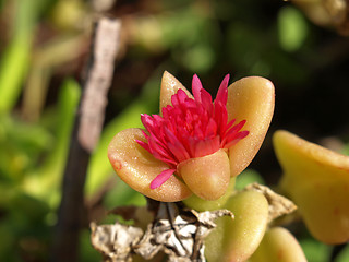 Image showing Sedum nussbaumerianum flower