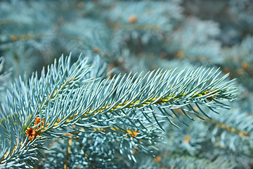 Image showing Branch of blue spruce in summertime