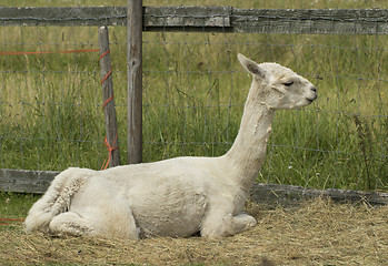 Image showing alpaca