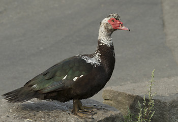 Image showing Muscovy duck