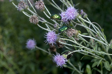 Image showing Forest beetles sitting on flower