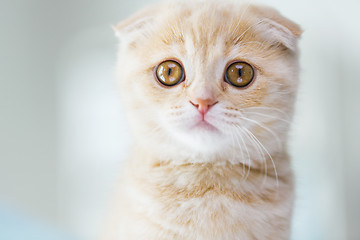 Image showing close up of scottish fold kitten