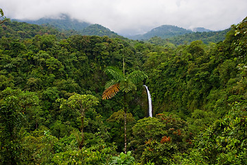 Image showing Rain Forest