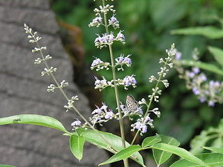 Image showing butterfly and flowers