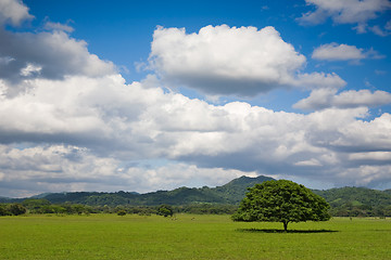 Image showing Tree