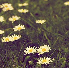 Image showing Camomile Flower Field