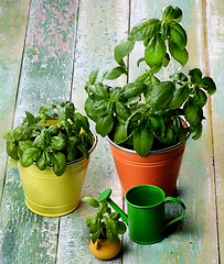 Image showing Fresh Green Basil