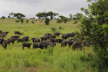 Image showing Herd og buffaloes