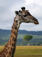 Image showing Giraffe head