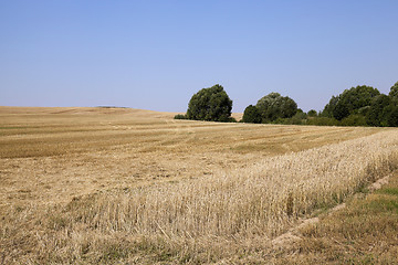 Image showing band with wheat  