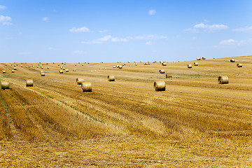 Image showing  during harvest. summer