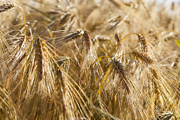 Image showing farm field cereals  