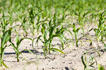 Image showing close up of corn 