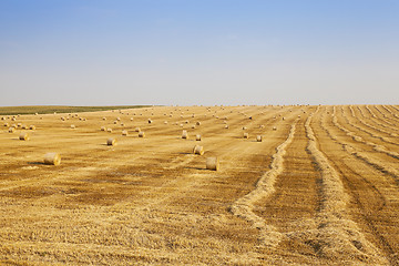 Image showing field of wheat 