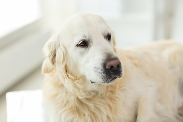 Image showing close up of golden retriever dog at vet clinic