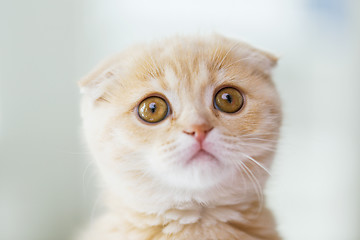 Image showing close up of scottish fold kitten