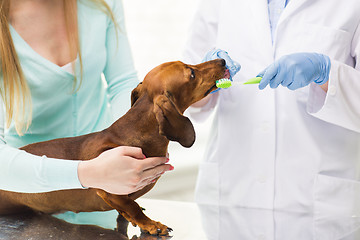 Image showing close up of veterinarian brushing dog teeth