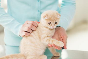 Image showing close up of scottish fold kitten and woman