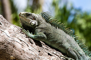 Image showing Green Iguana lizard.