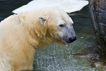 Image showing White bear