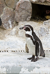 Image showing Penguins ,Sphenisciformes