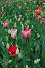 Image showing tulipa