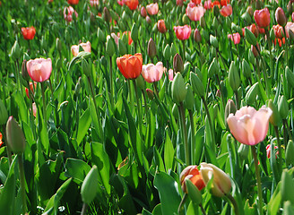 Image showing tulipa