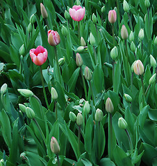 Image showing tulipa