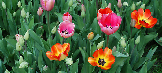 Image showing tulipa