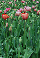 Image showing tulipa with copyspace