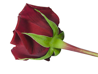 Image showing red rose