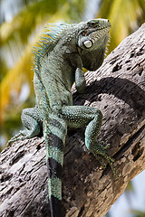 Image showing Green Iguana lizard.