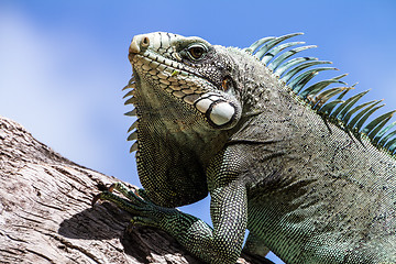 Image showing Green Iguana lizard.