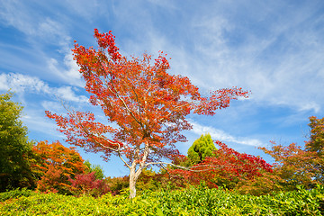 Image showing Colorful autunm tree.