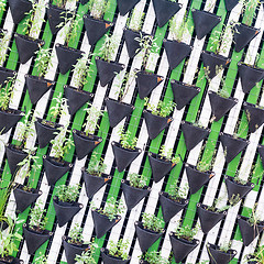 Image showing Vertical garden as a green wall.
