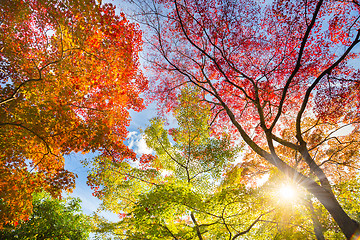 Image showing Colorful autunm treetops.