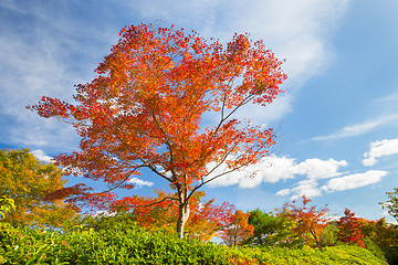 Image showing Colorful autunm tree.