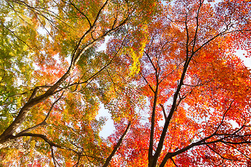 Image showing Colorful autunm treetops.