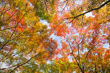 Image showing Colorful autunm treetops.