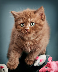 Image showing brown british short hair kitten