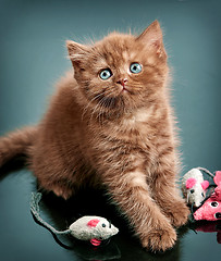 Image showing brown british short hair kitten