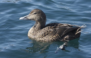 Image showing Eider