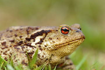 Image showing macro shot of common toad