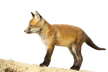 Image showing isolated fox cub