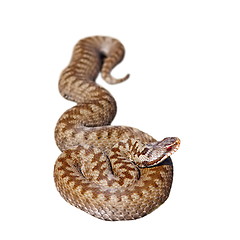 Image showing isolated european common adder