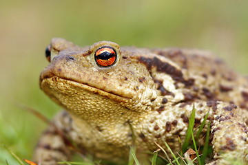 Image showing portrait of brown common toad