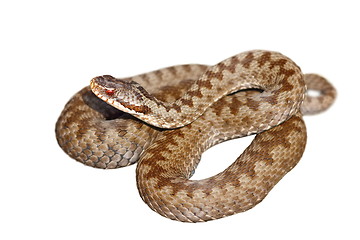 Image showing isolated european venomous snake