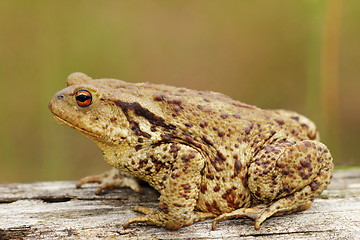 Image showing profile view of brown common toad
