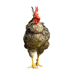 Image showing isolated big rooster